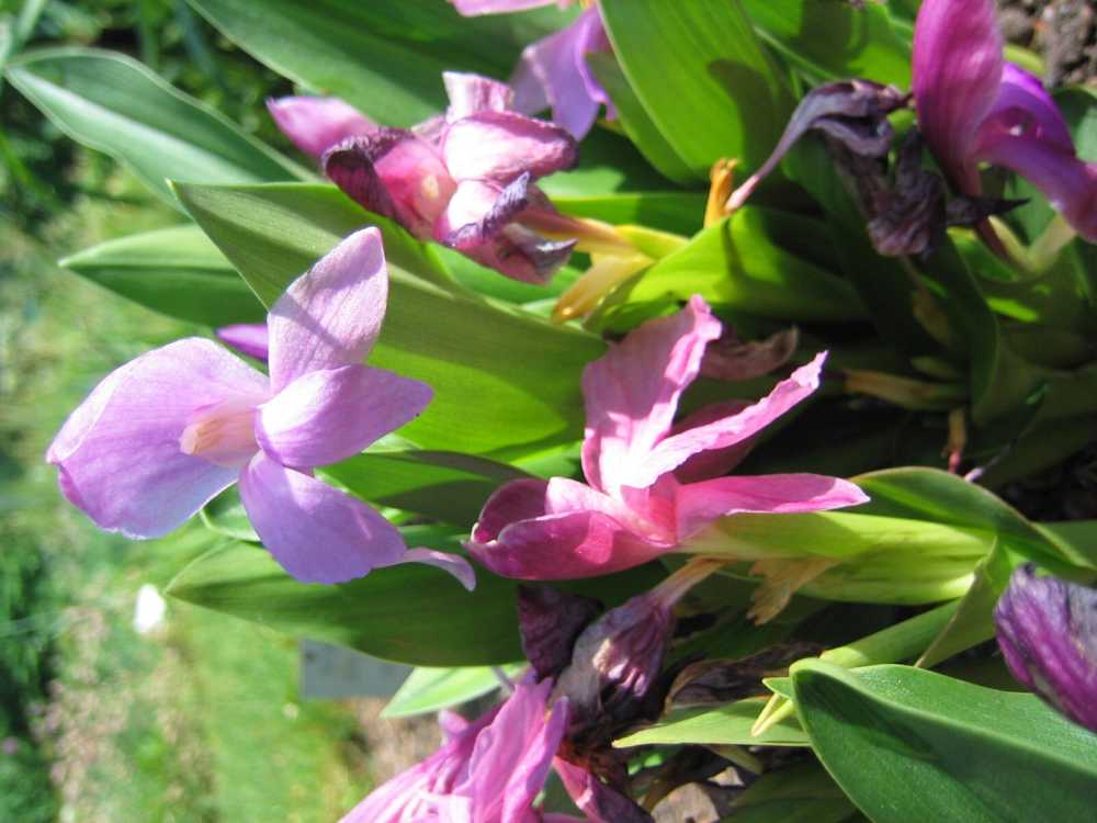 Roscoea purpurea (Ingwerorchidee, Purpurblühende Scheinorchidee)